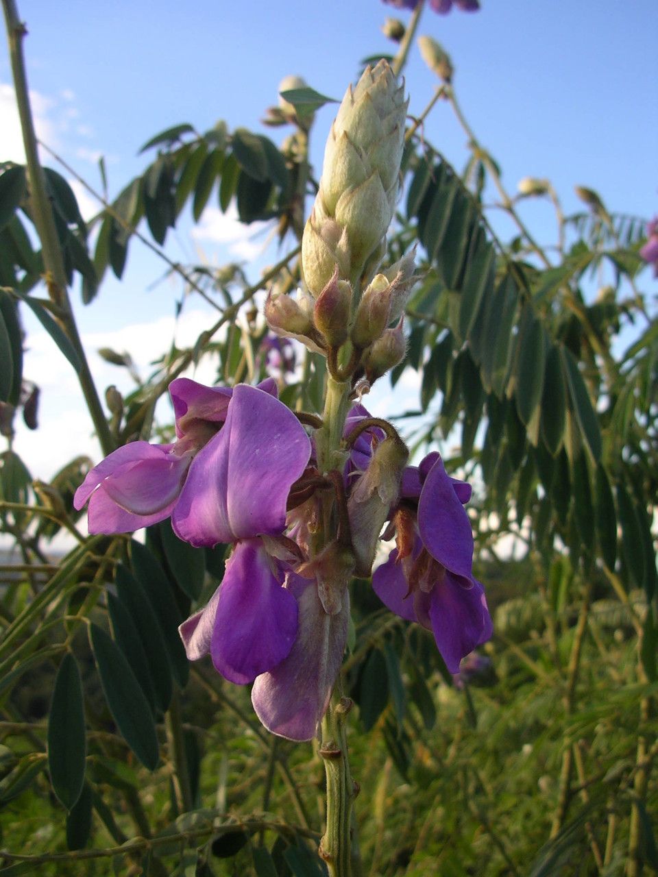 Tephrosia vogelii flower