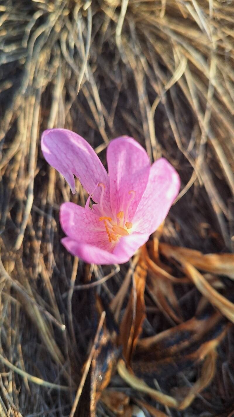 Colchicum parnassicum flower