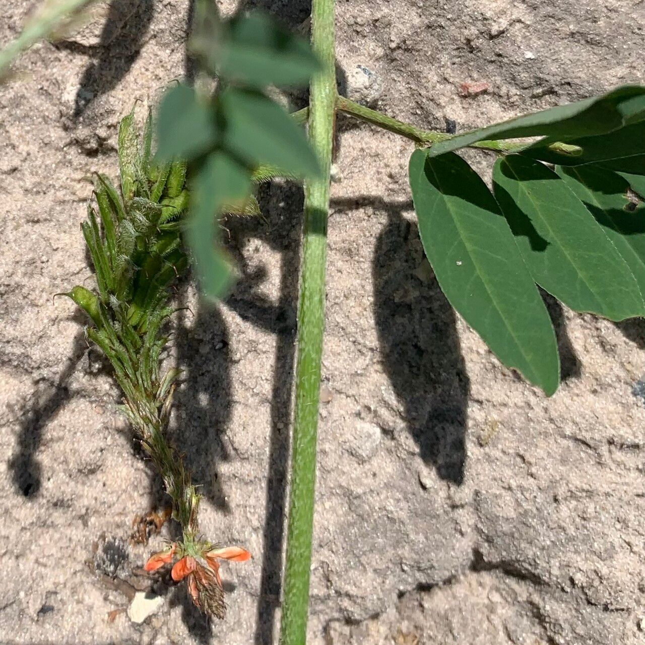 Indigofera hochstetteri — houseplant care guide