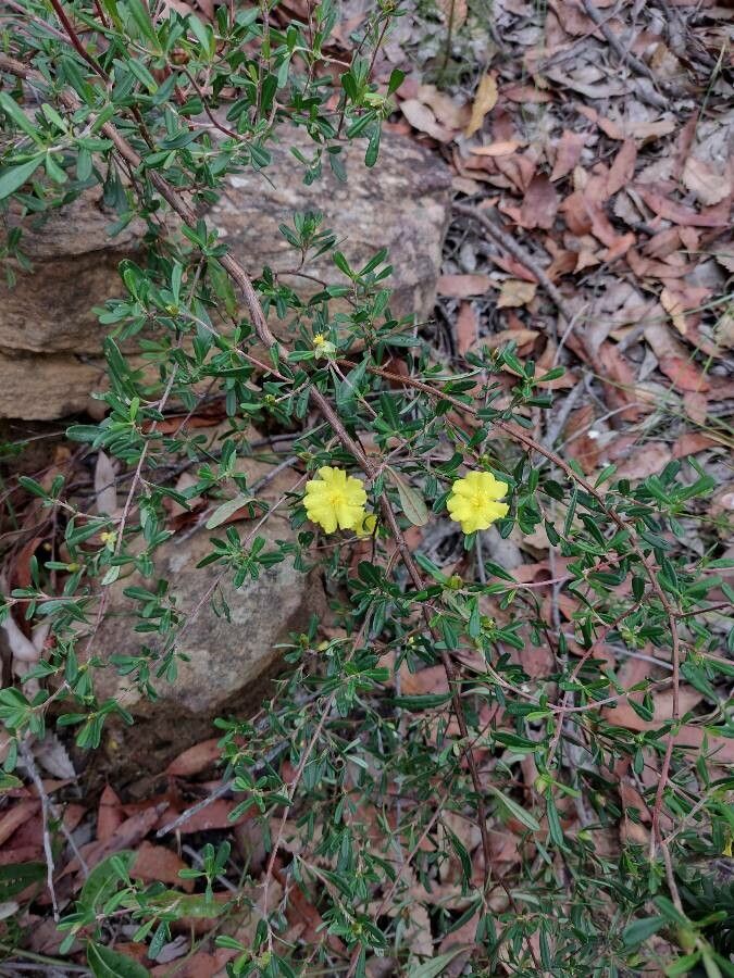 Hibbertia monogyna habit