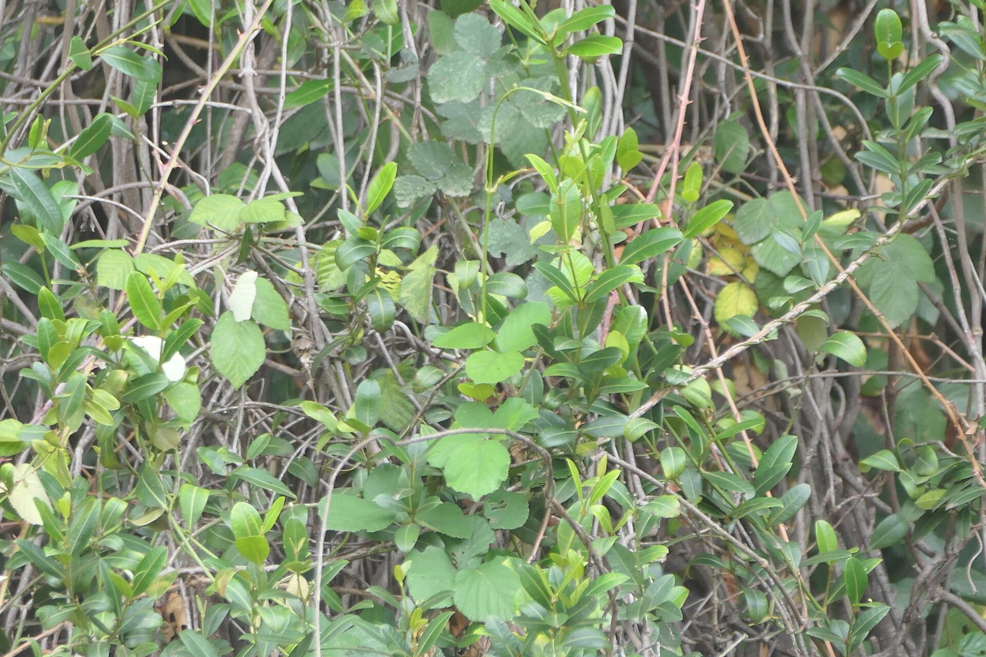 Secamone alpini leaf