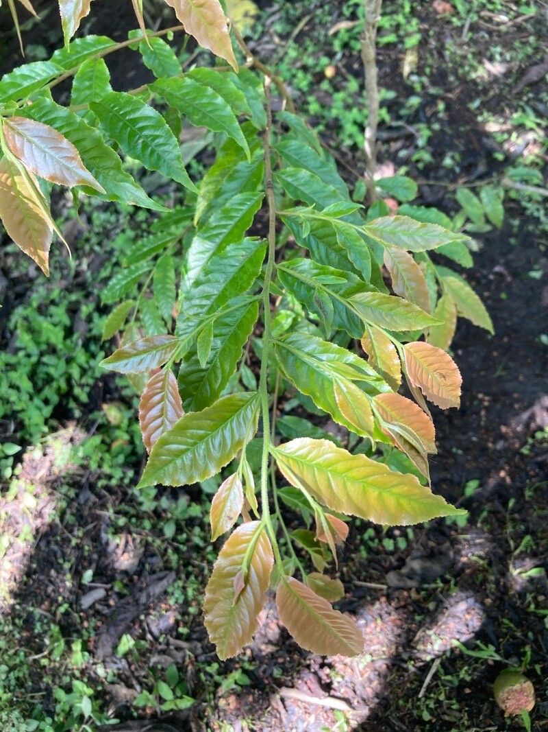 Cariniana pyriformis — related species from the same genus