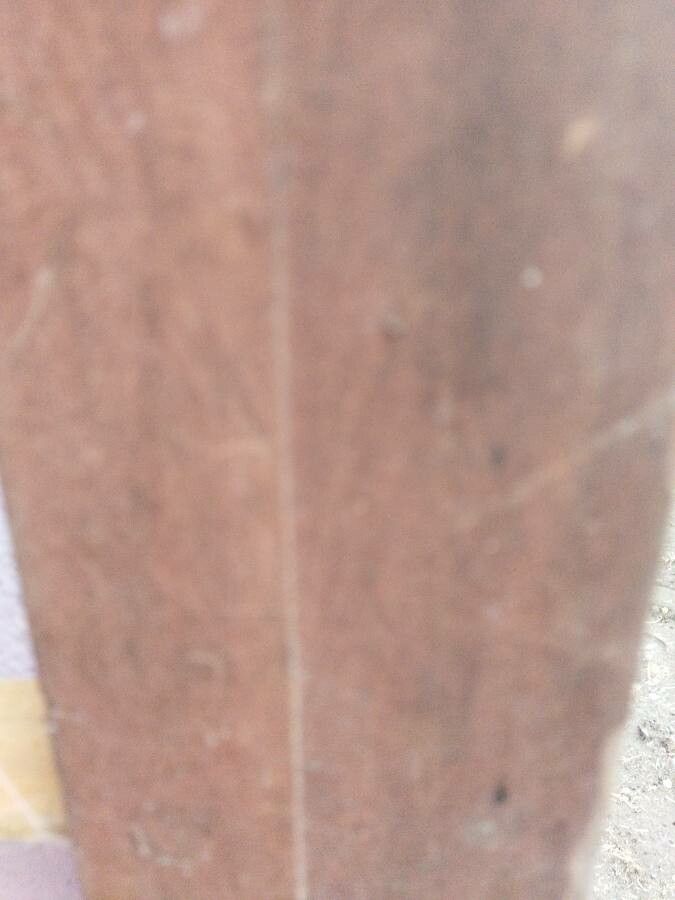 Planchonella latihila — houseplant care guide