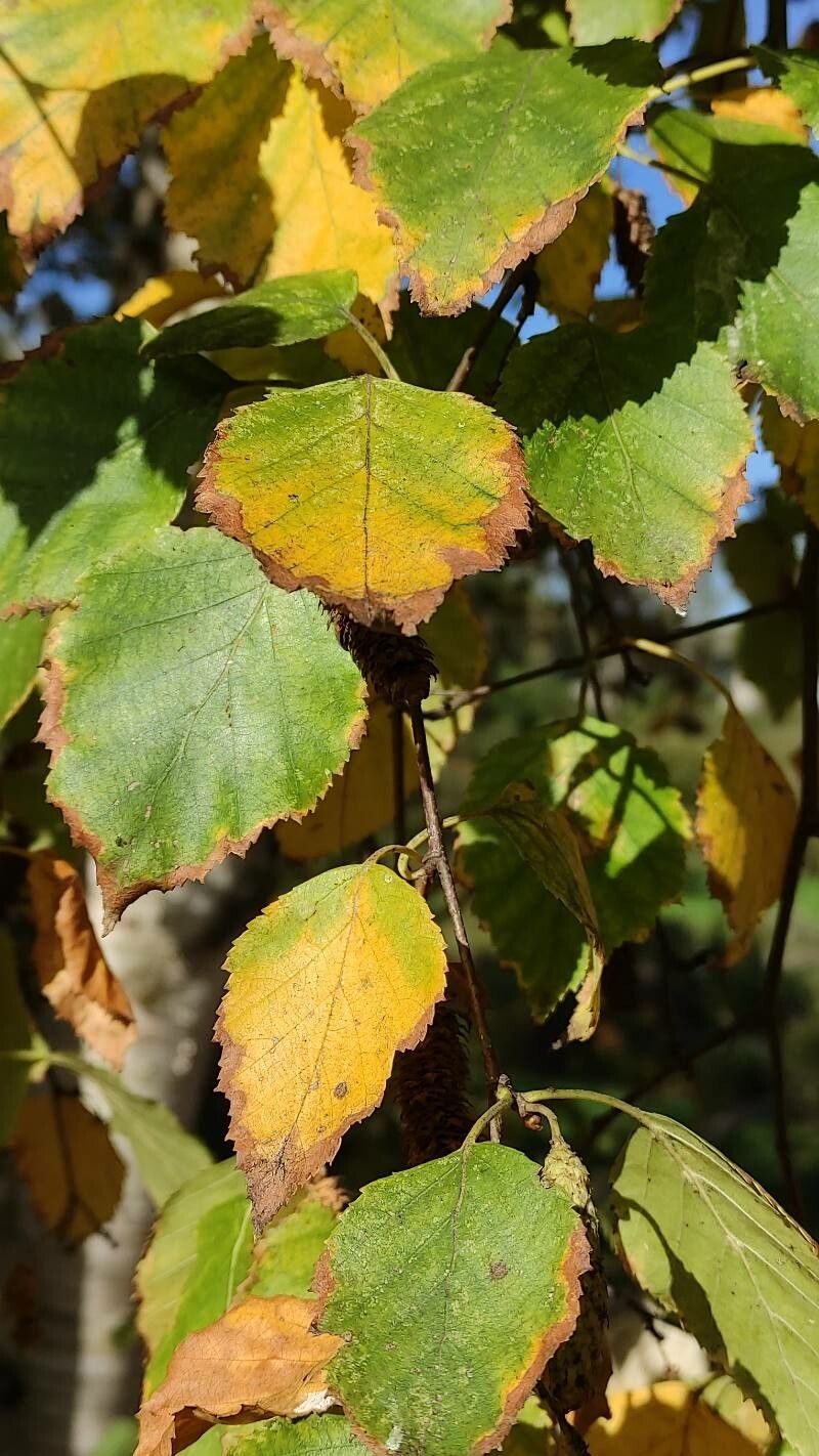 Betula albosinensis leaf