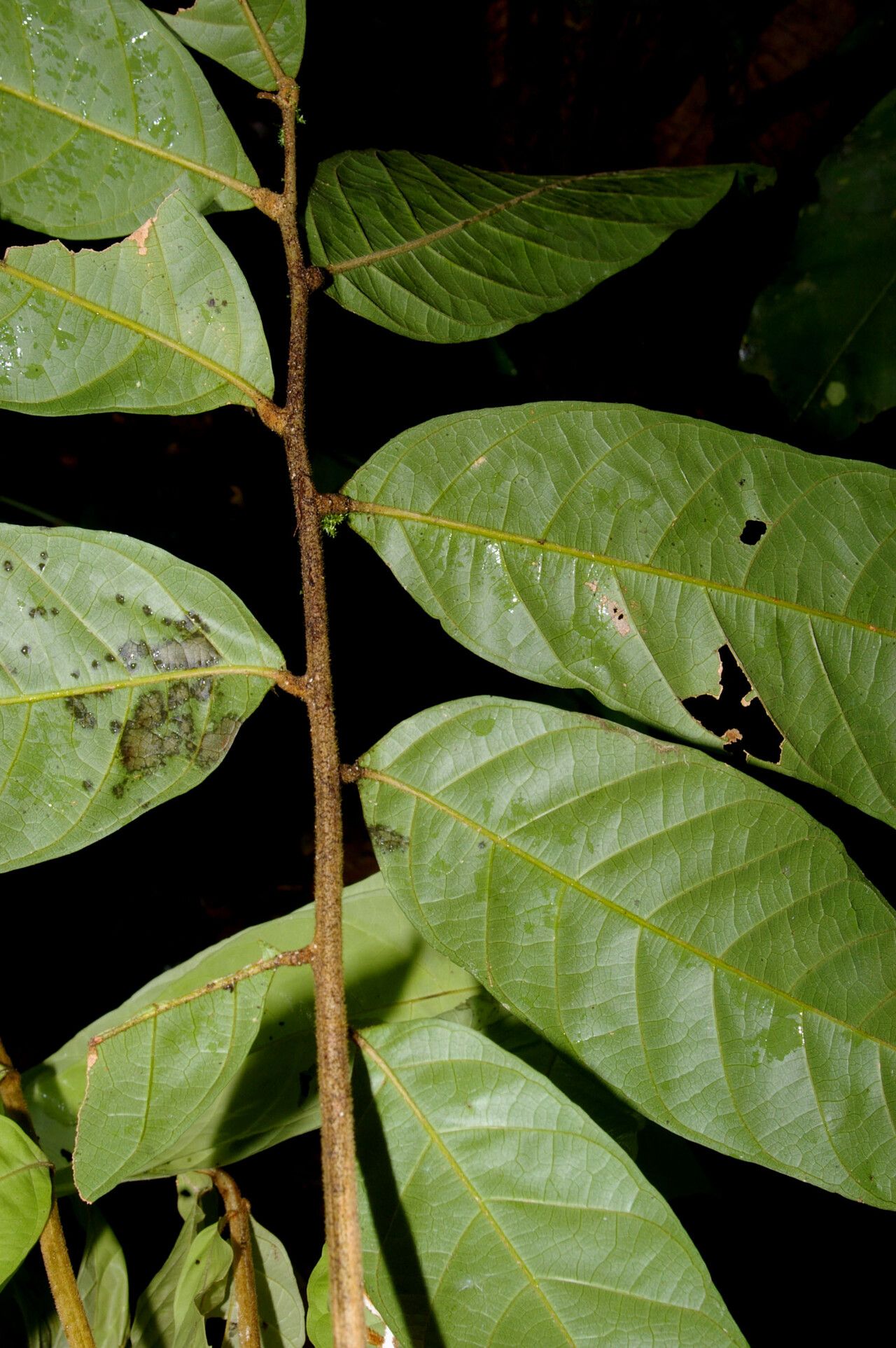 Cupania livida leaf