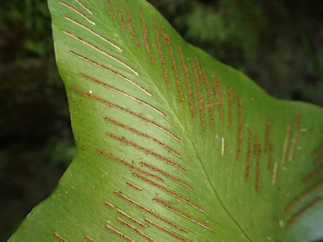 Asplenium hemionitis fruit