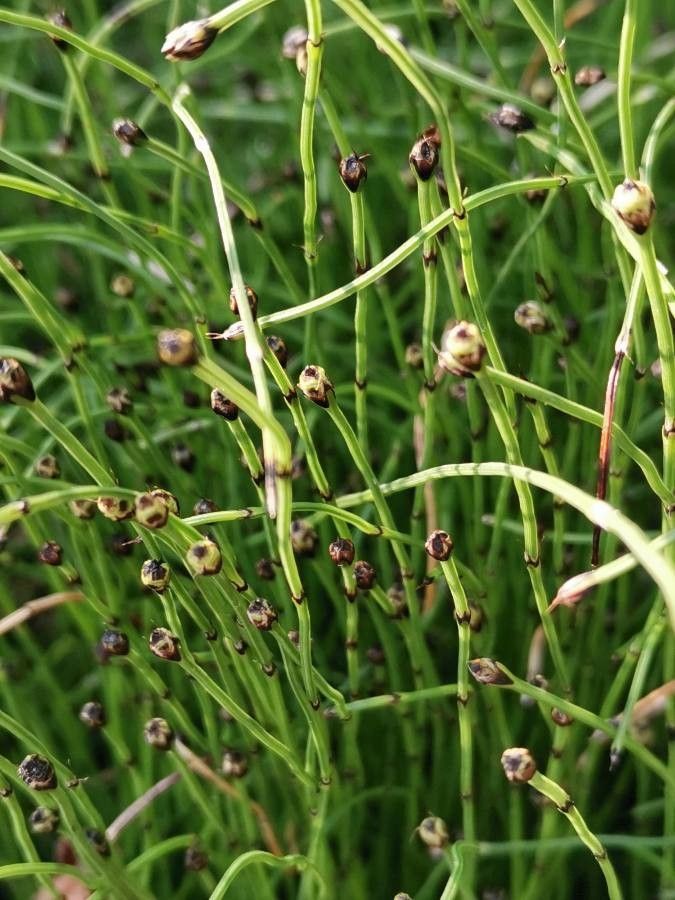 Equisetum scirpoides flower