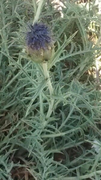 Carthamus carduncellus leaf