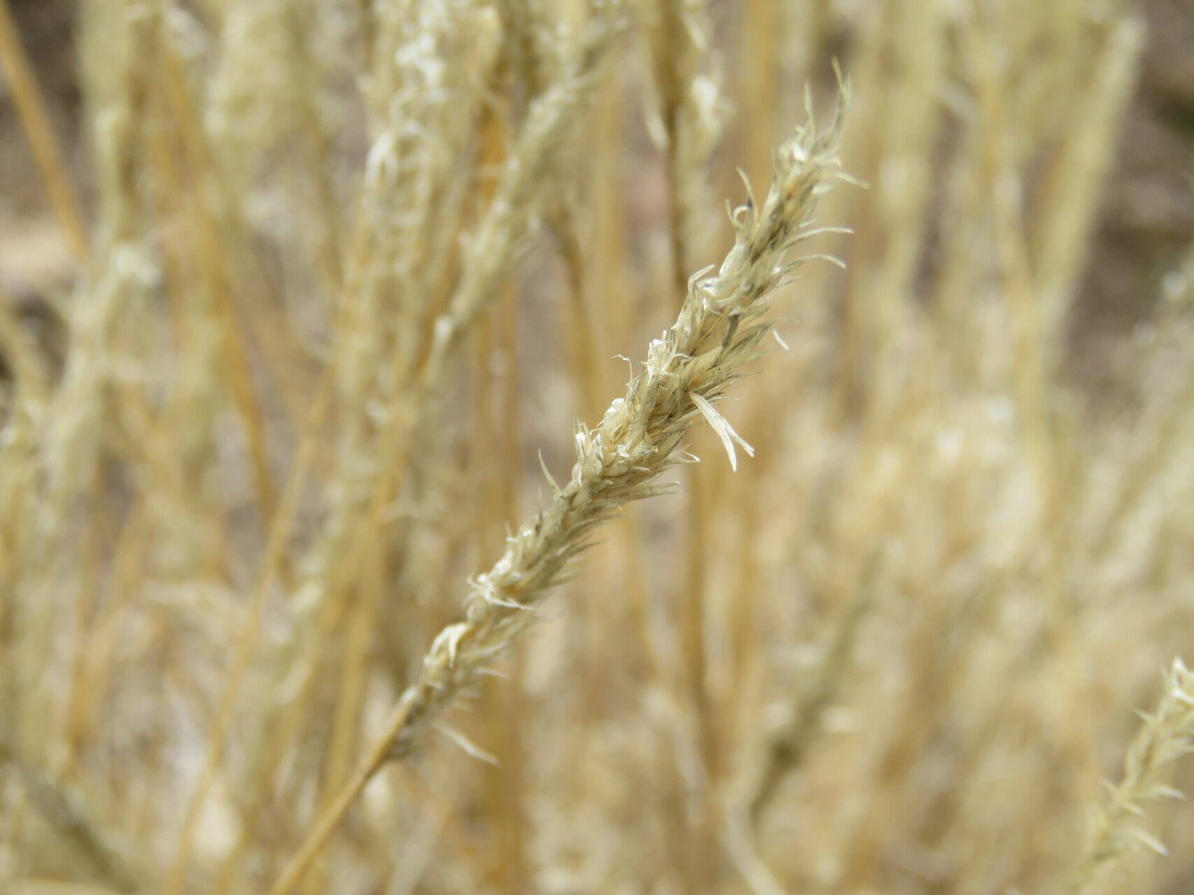 Cinnagrostis vicunarum fruit
