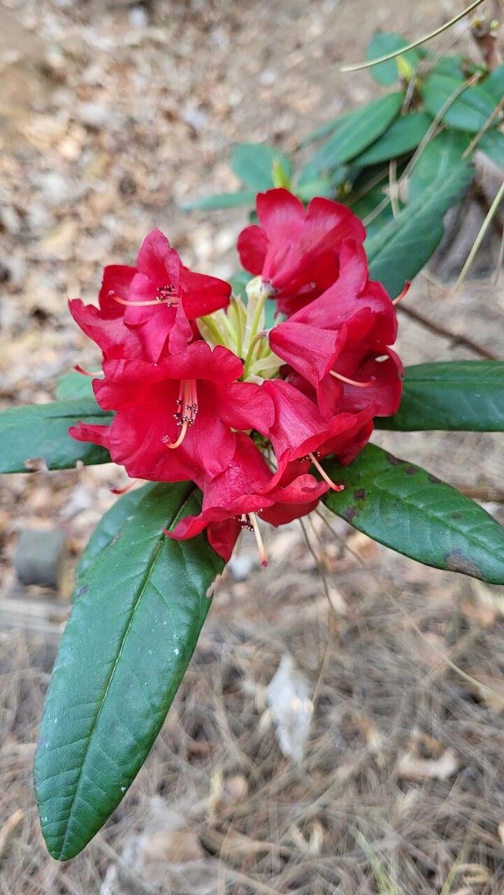 Rhododendron microgynum flower
