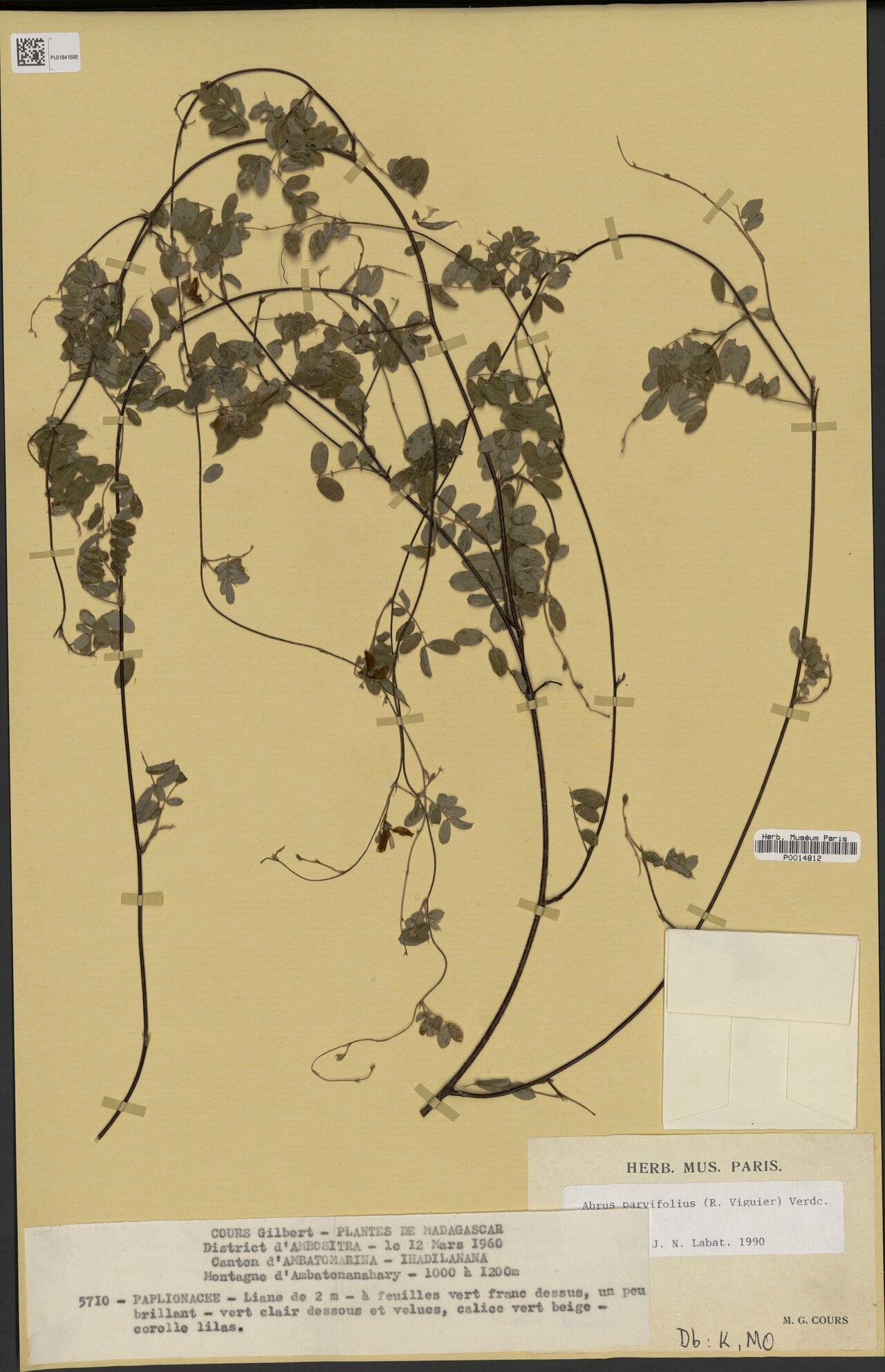 Abrus parvifolius — search result for 'Abrus'