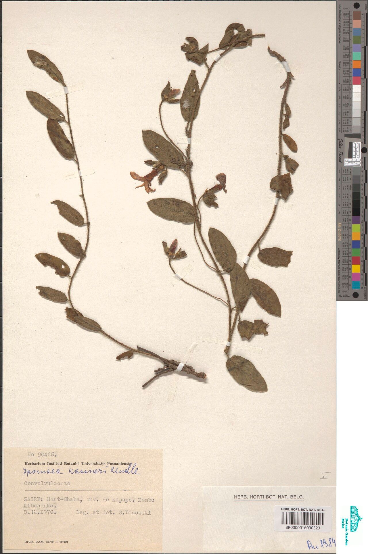 Ipomoea kassneri — houseplant care guide