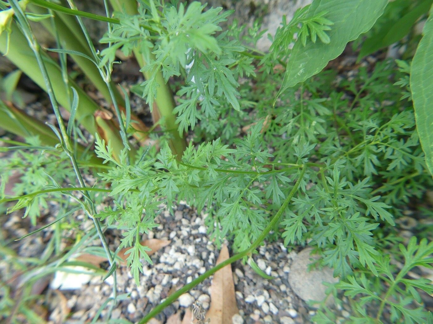 Aureolaria flava — related species from the same genus
