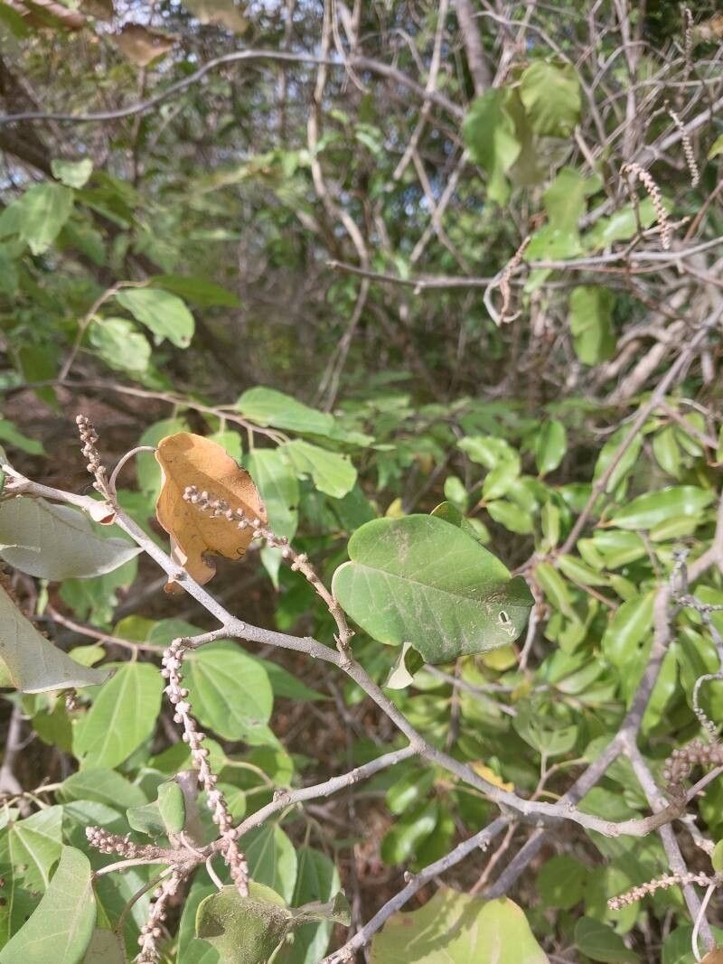 Croton catatii other