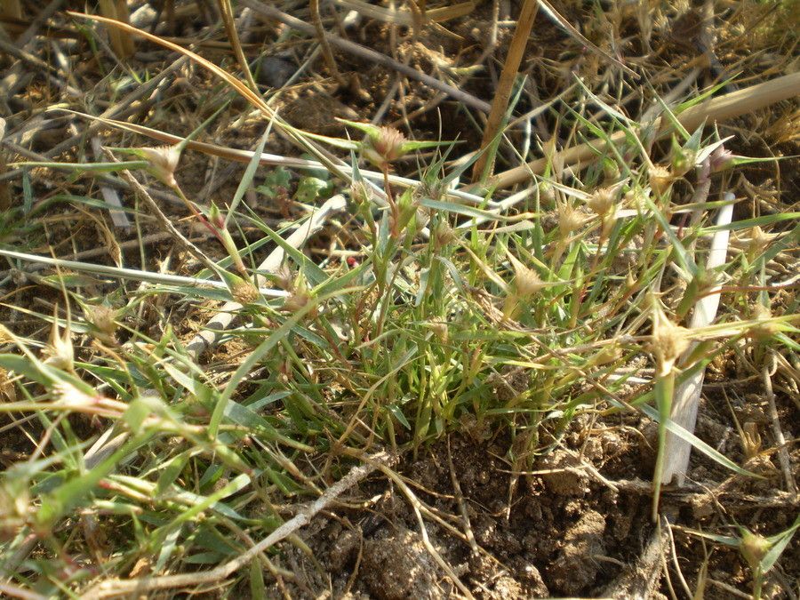 Sporobolus aculeatus habit