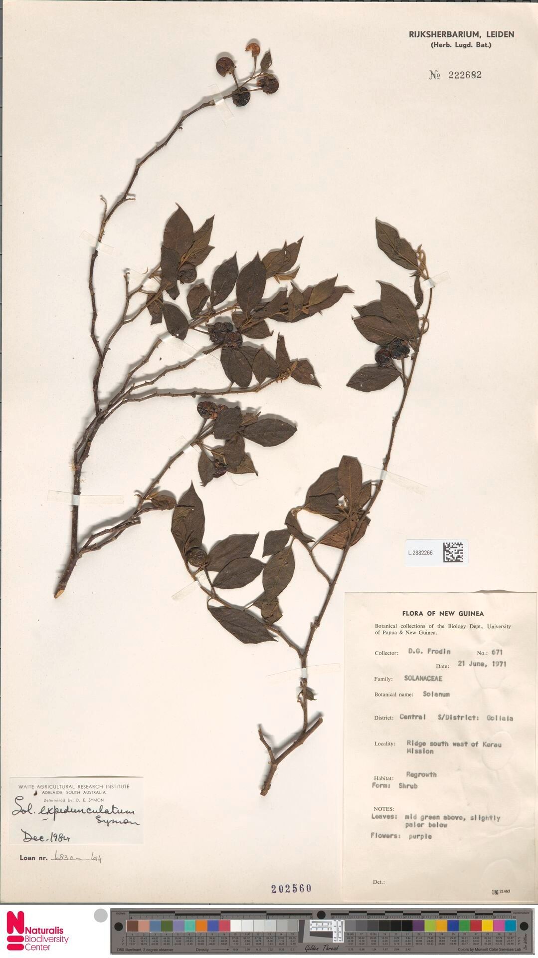 Solanum phoberum — houseplant care guide