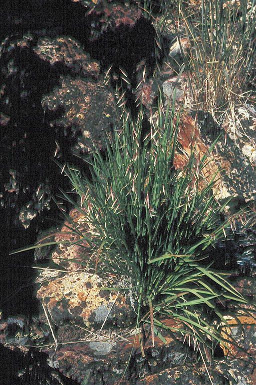 Melica stricta habit