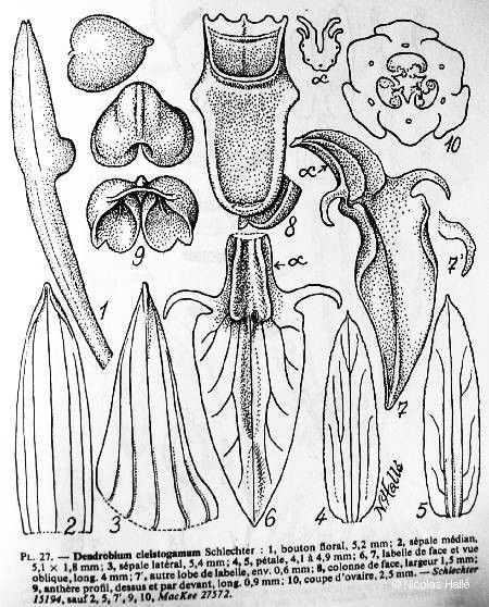 Dendrobium cleistogamum other