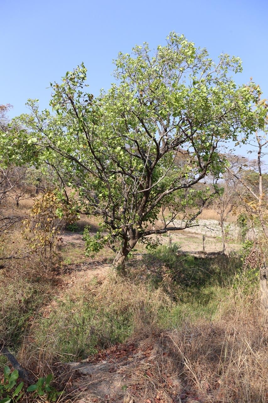 Syzygium × intermedium habit