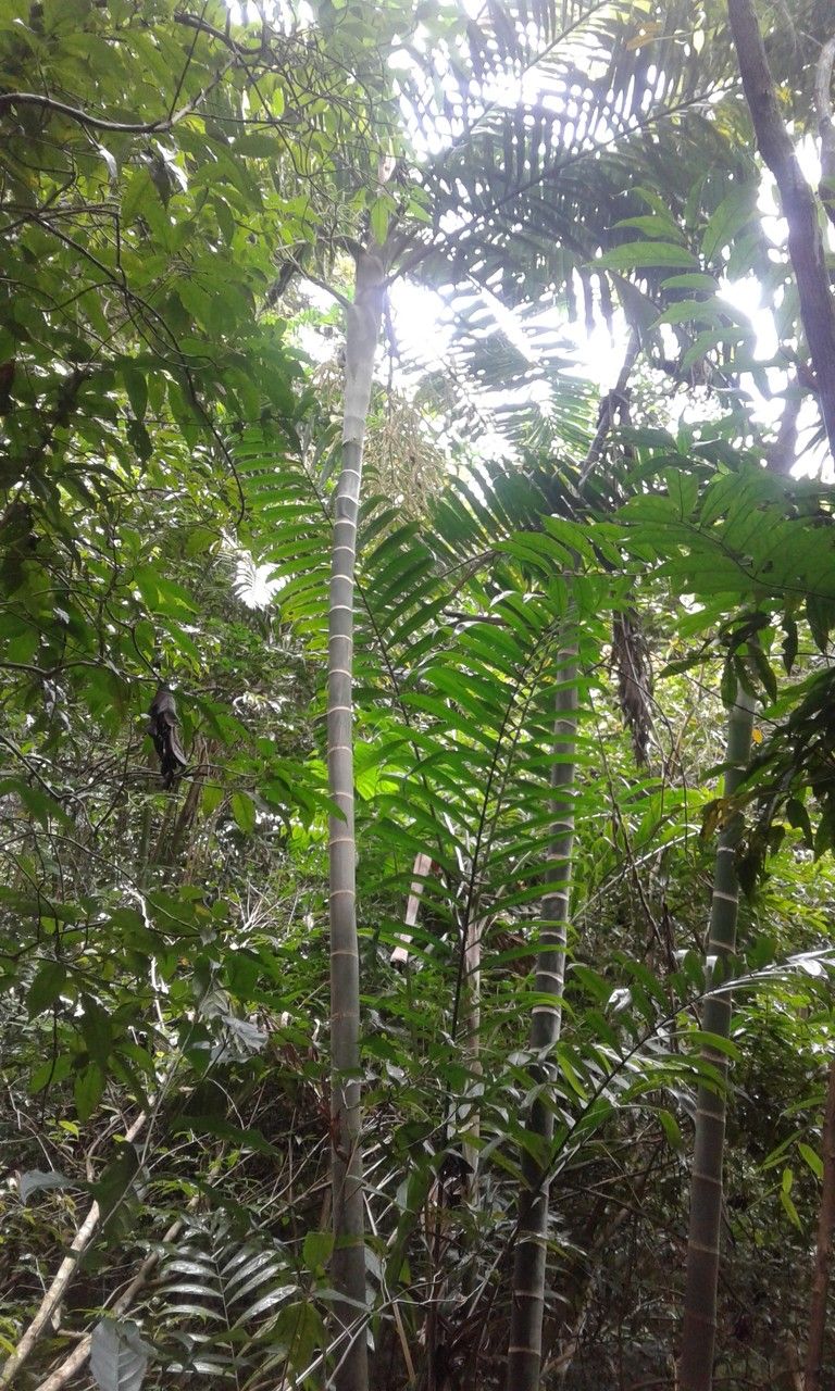 Dypsis lanceolata habit