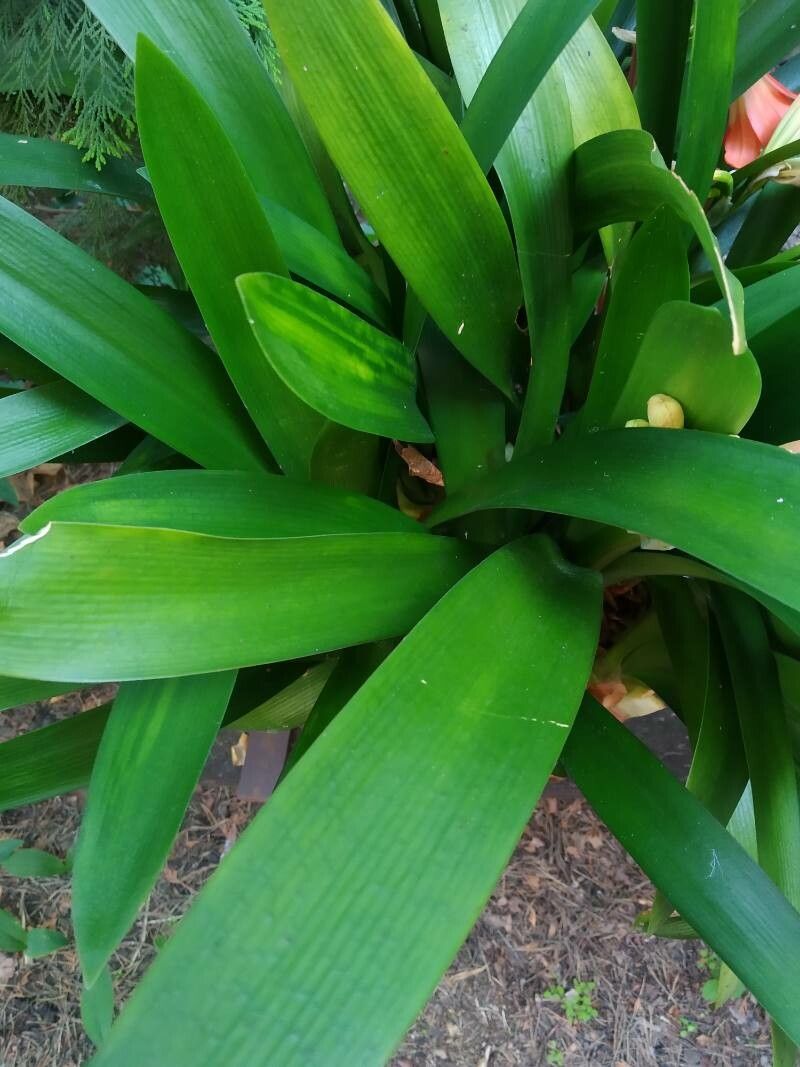 Clivia x cyrtanthiflora leaf
