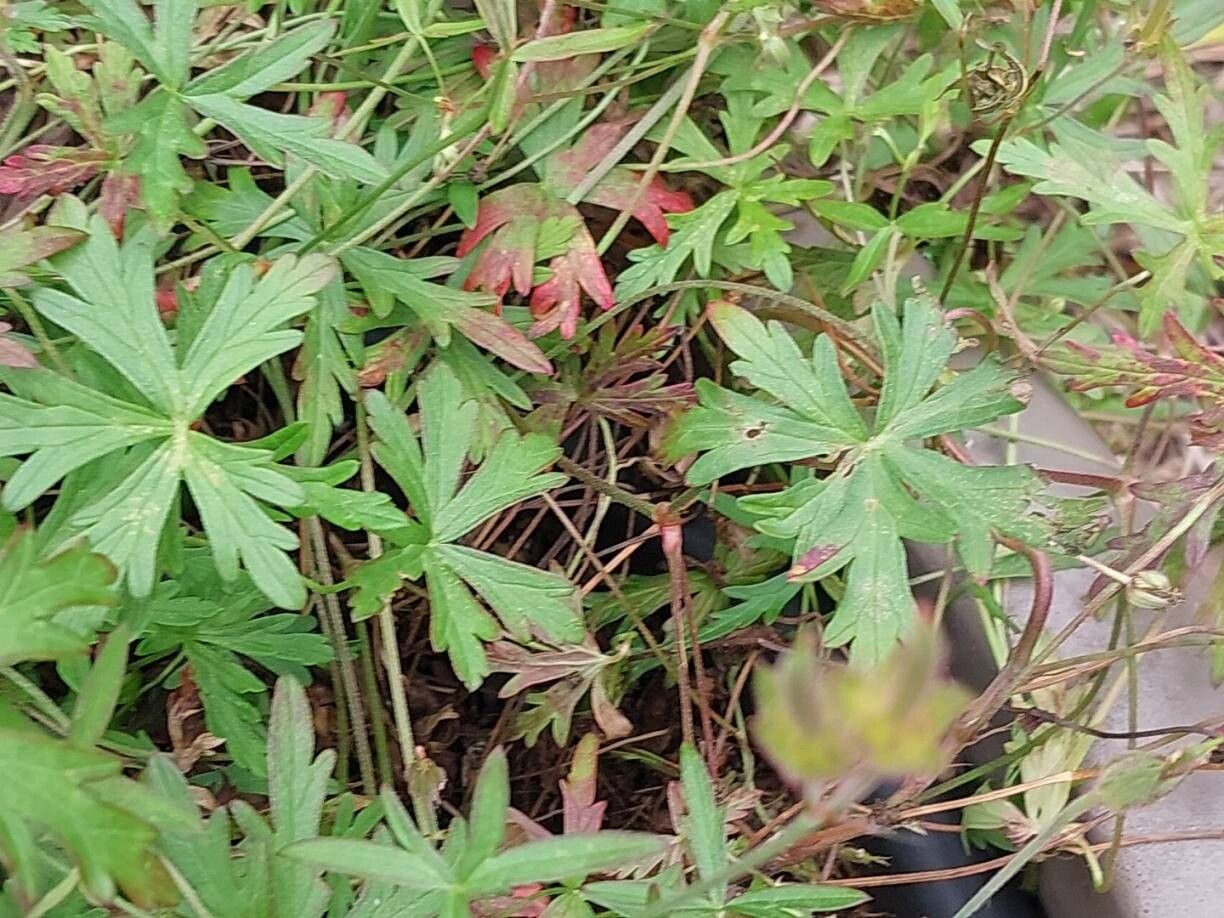 Geranium caffrum — houseplant care guide