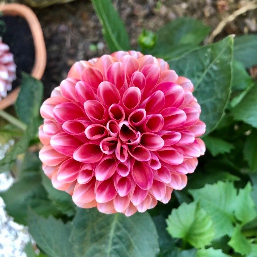 Dahlia spp. flower