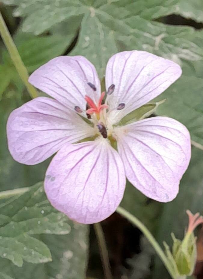 Geranium venturianum flower