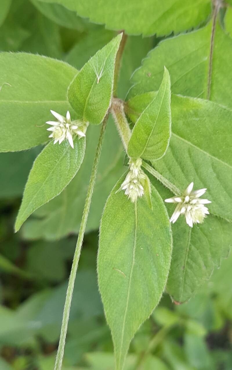 Alternanthera lanceolata flower