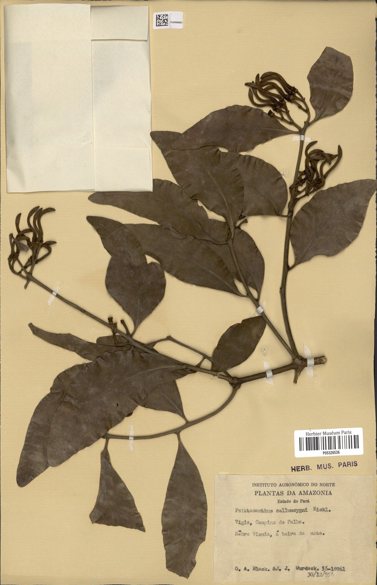 Psittacanthus eucalyptifolius — related species from the same genus