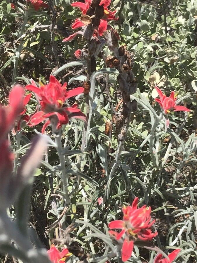 Castilleja arachnoidea — search result for 'Castilleja'