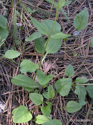 Arnica cernua — related species from the same genus