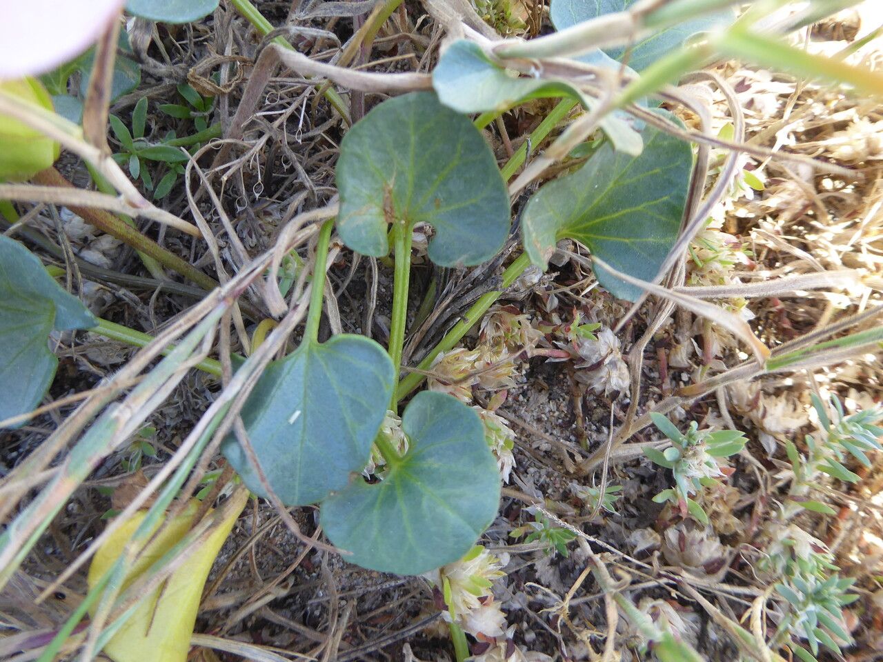 Calystegia soldanella — search result for 'Convolvulaceae'