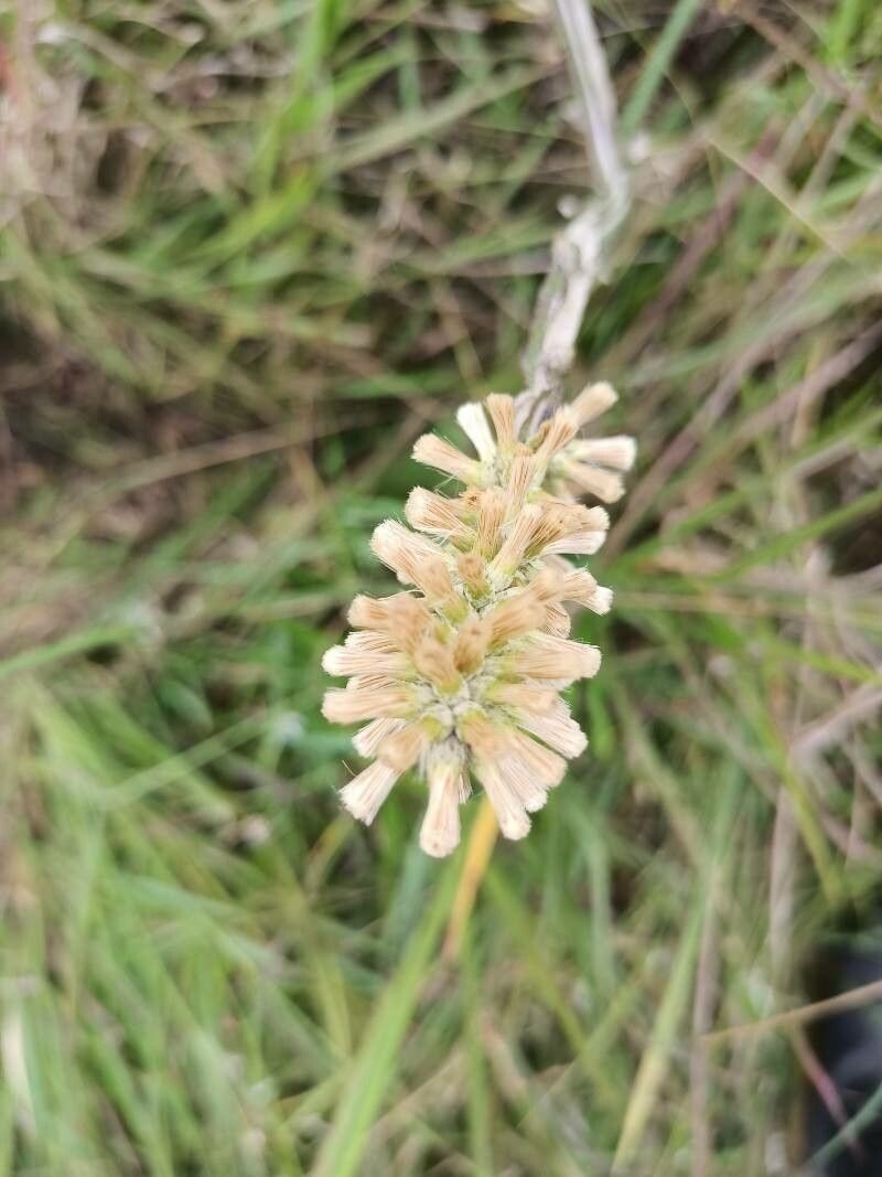 Pterocaulon alopecuroides flower