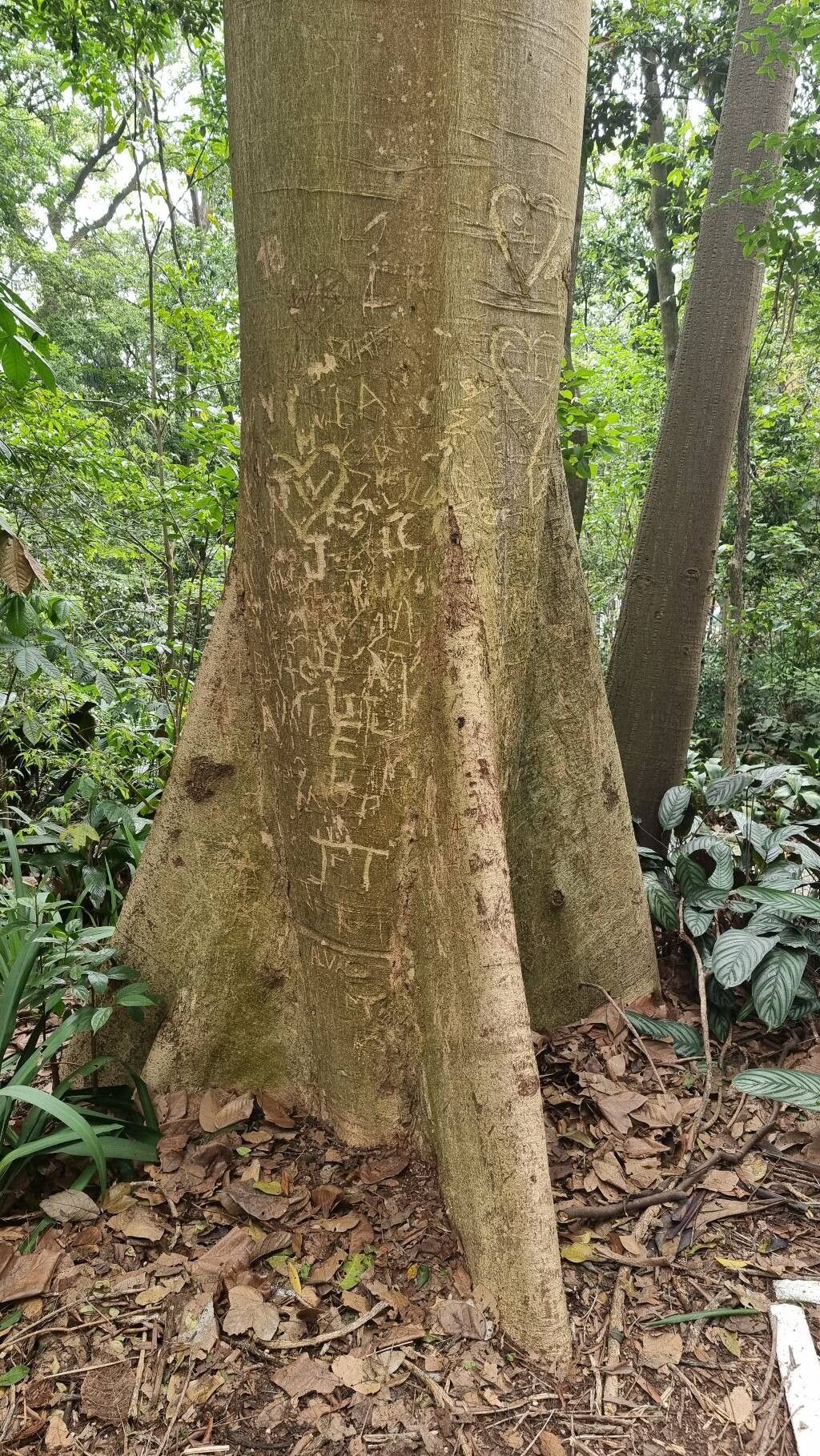 Sloanea excelsa — houseplant care guide