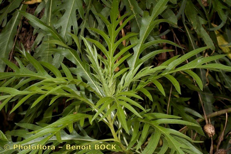 Cheirolophus falcisectus habit