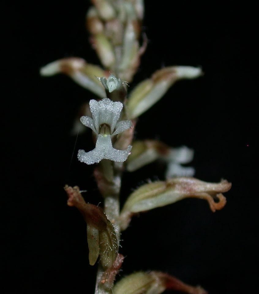 Microchilus tridax flower