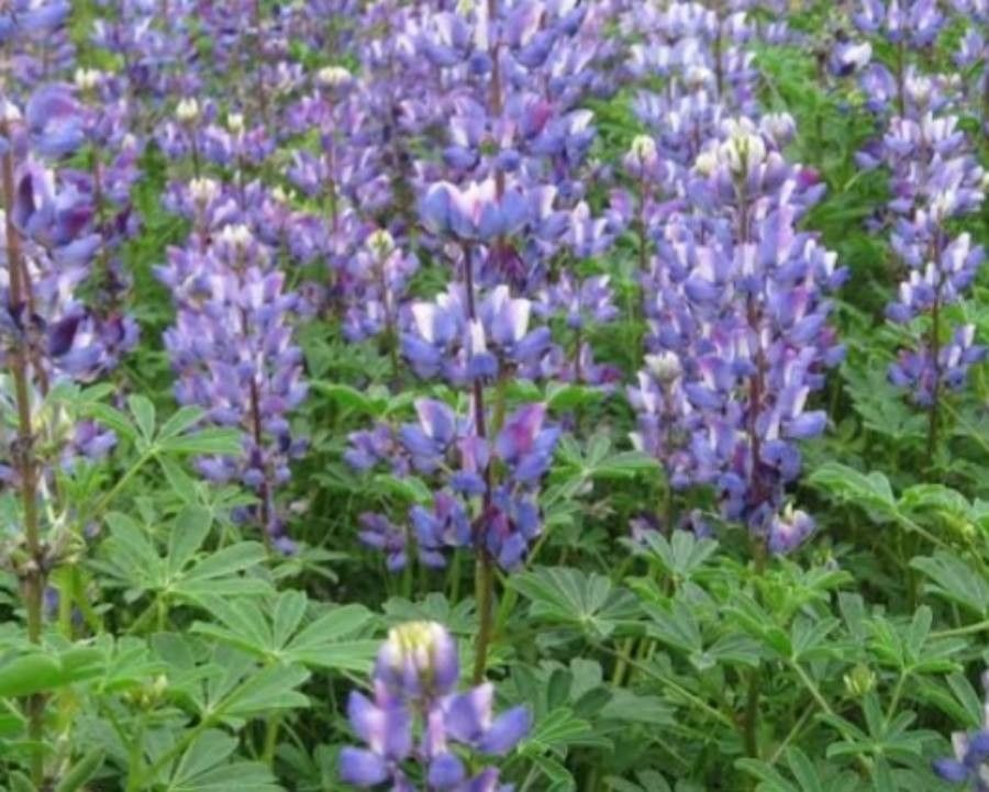 Lupinus succulentus flower