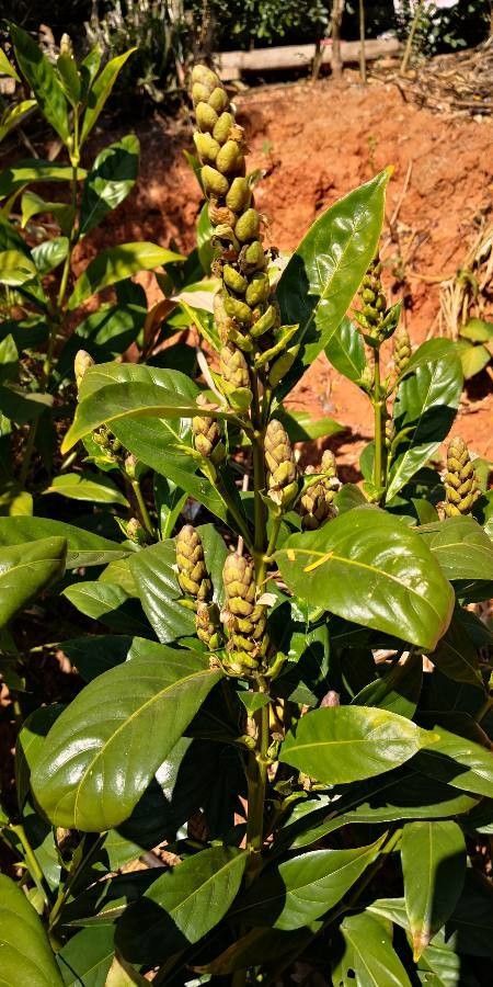 Justicia ventricosa habit