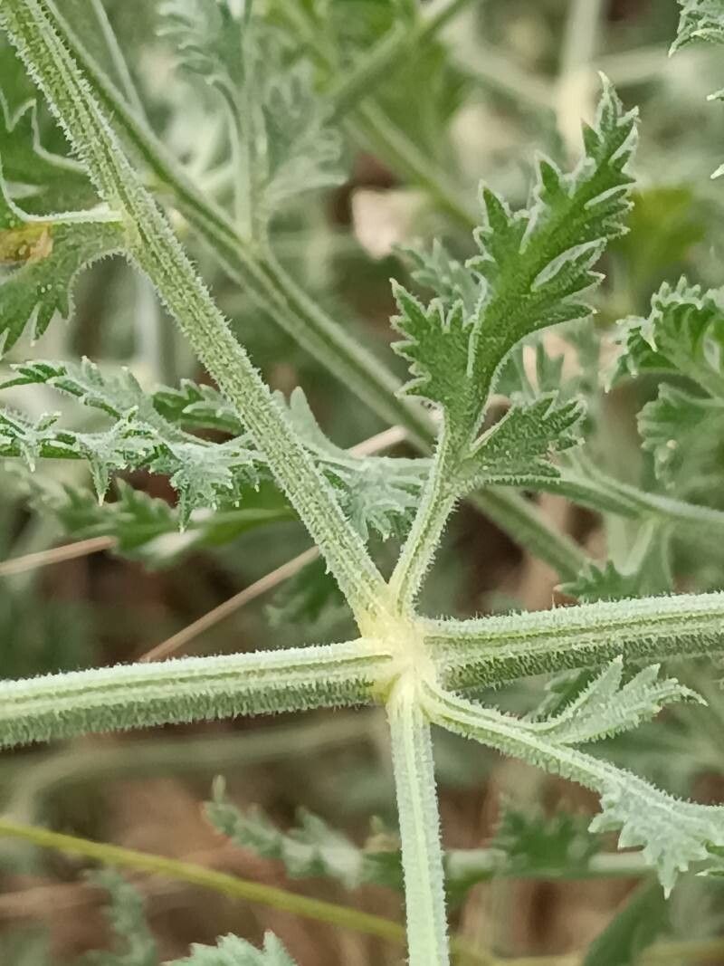 Echinophora tenuifolia bark