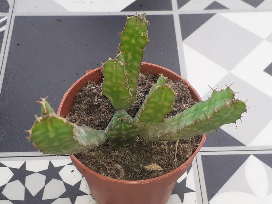 Euphorbia heterochroma flower