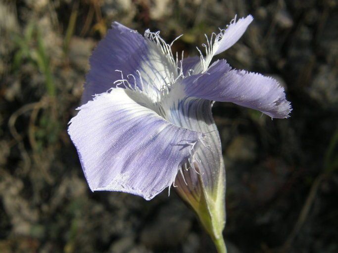 Gentianopsis macrantha flower