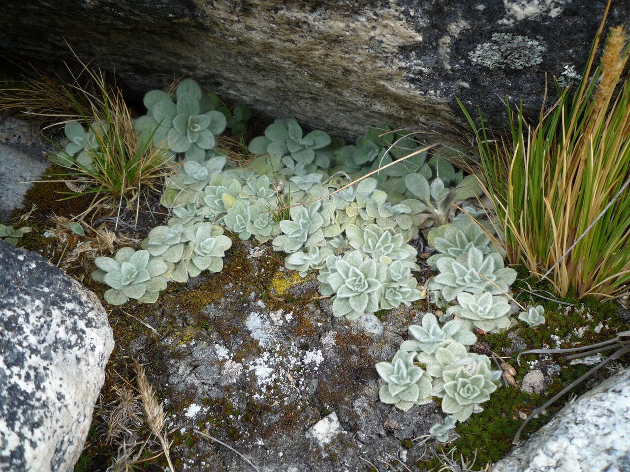 Chersodoma antennaria habit