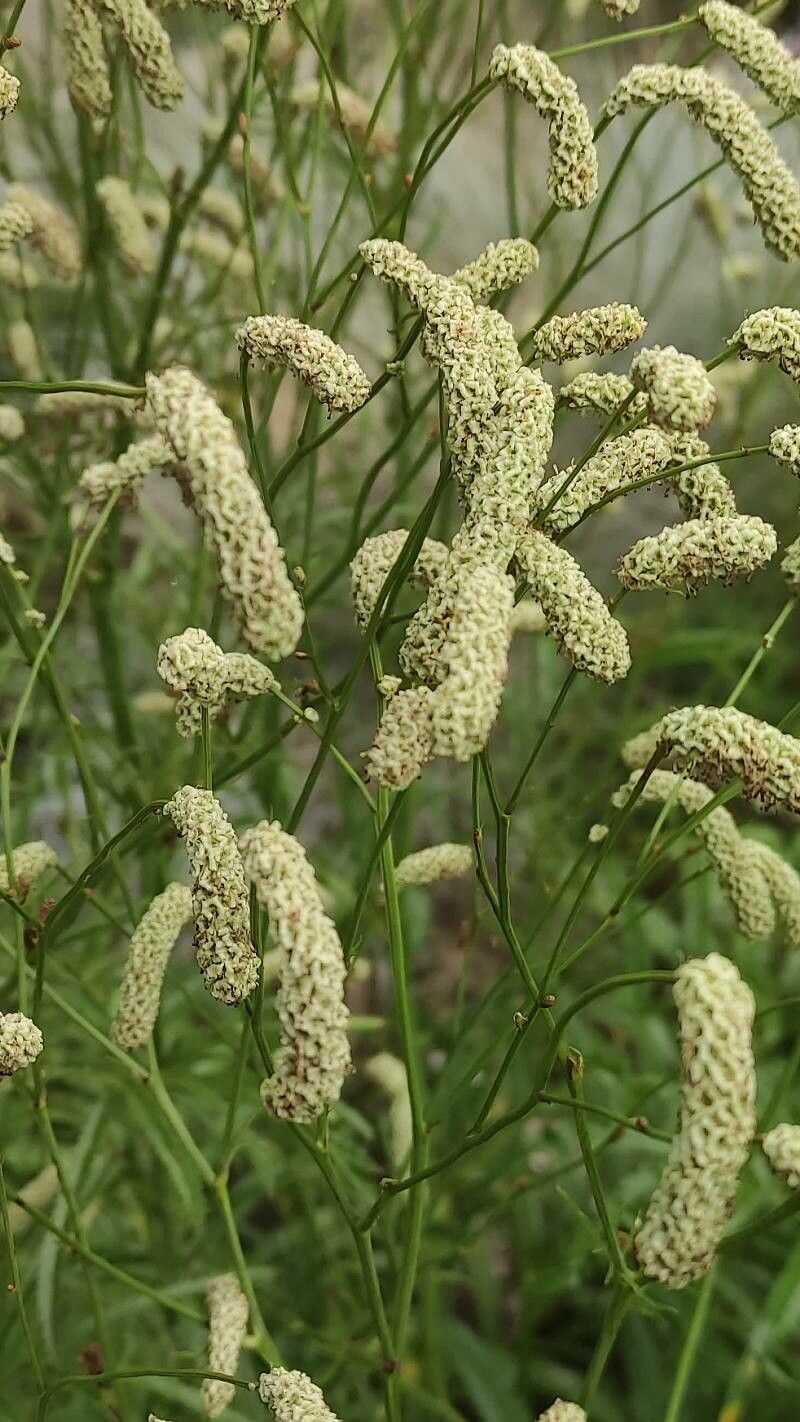 Sanguisorba alpina flower