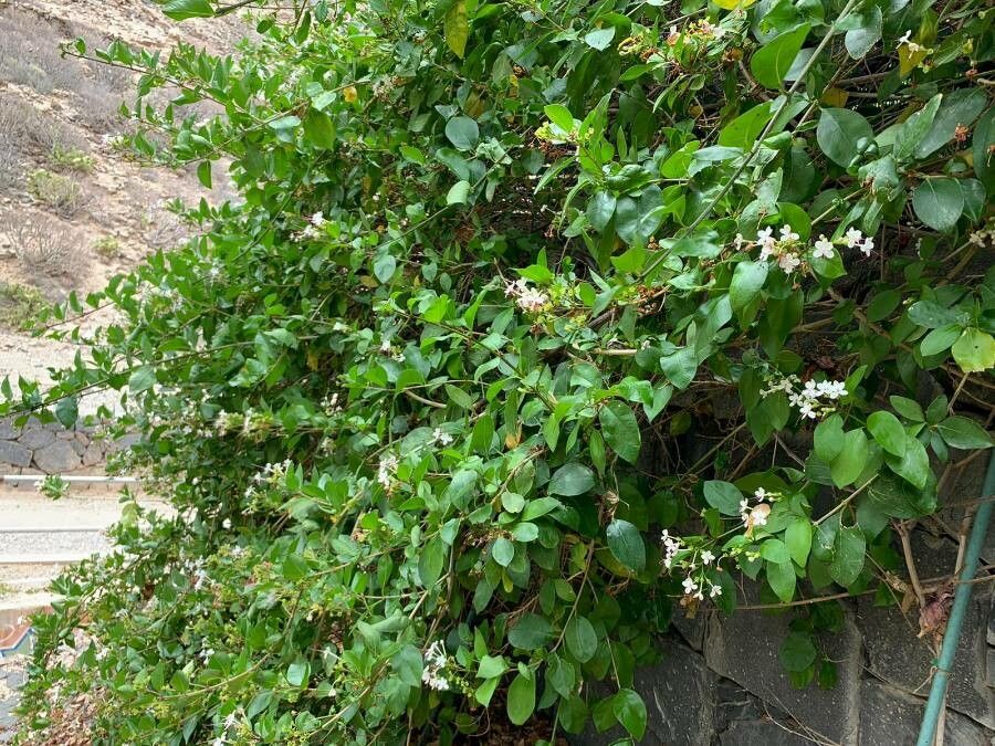 Volkameria inermis habit