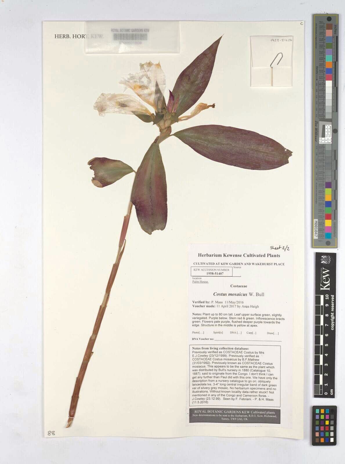 Costus mosaicus — houseplant care guide