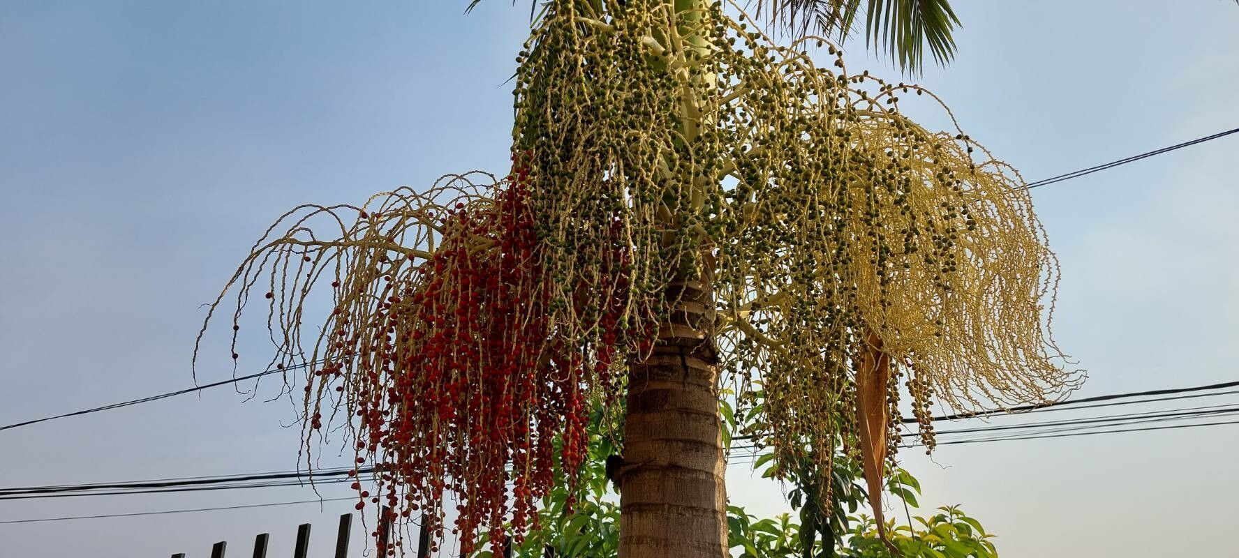 Archontophoenix cunninghamiana fruit