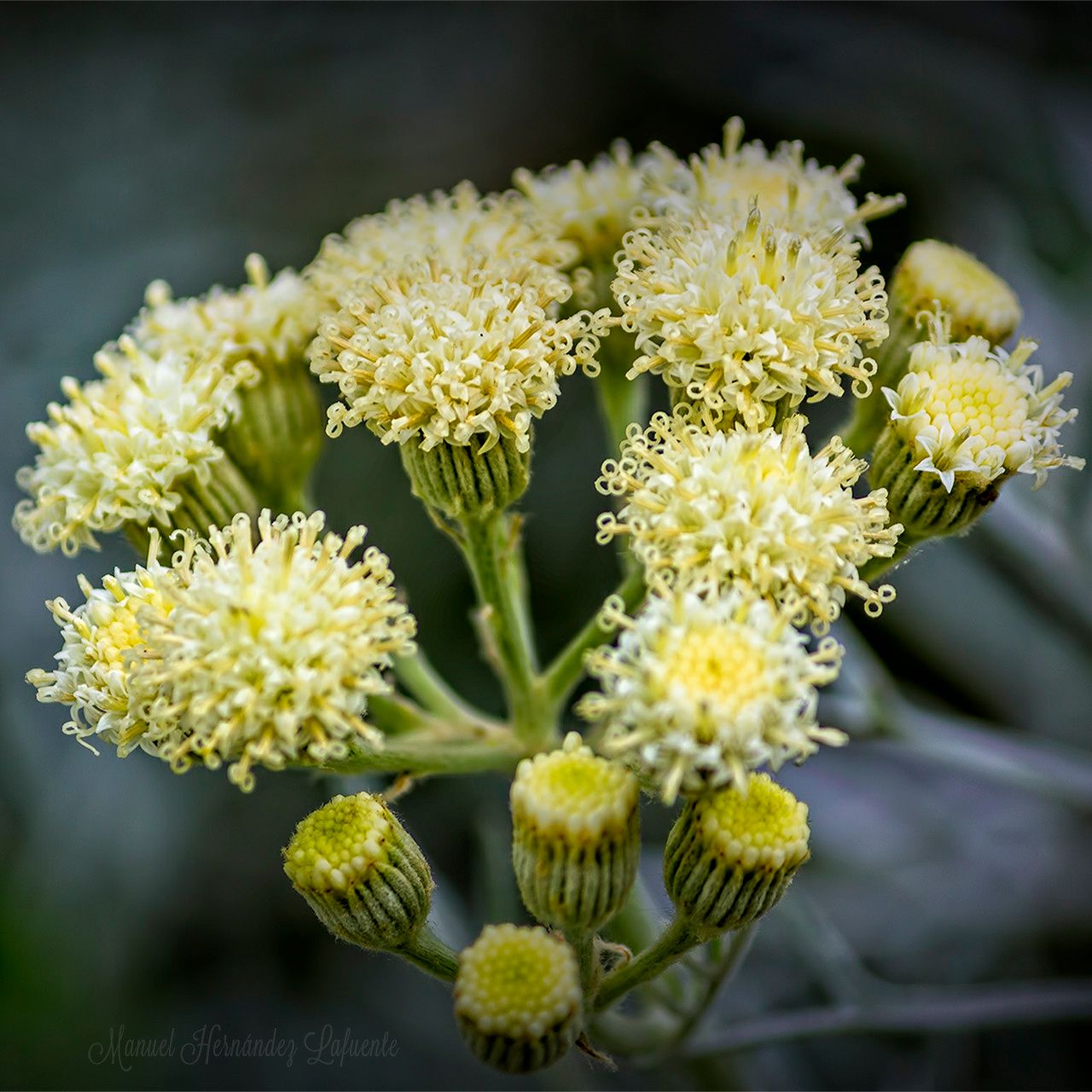 Senecio viravira flower