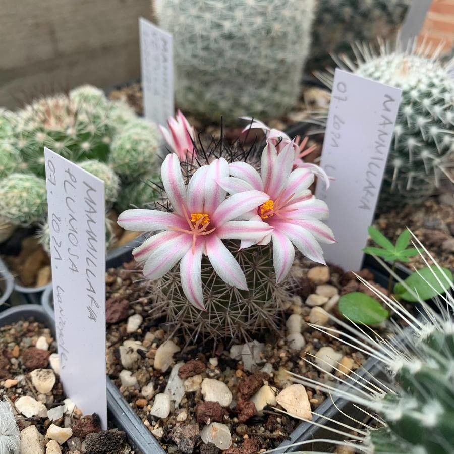 Mammillaria hutchisoniana flower