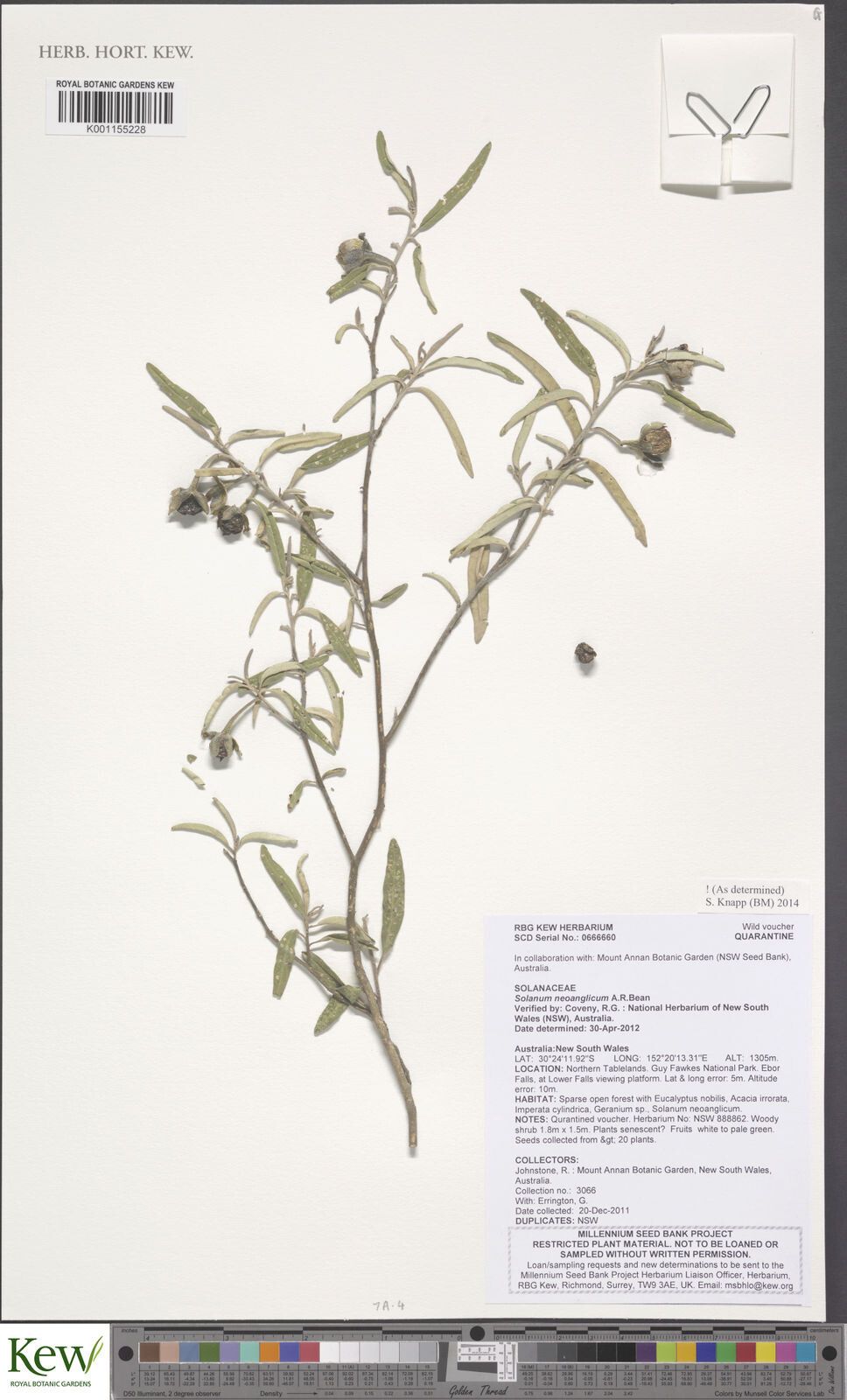 Solanum neoanglicum — houseplant care guide